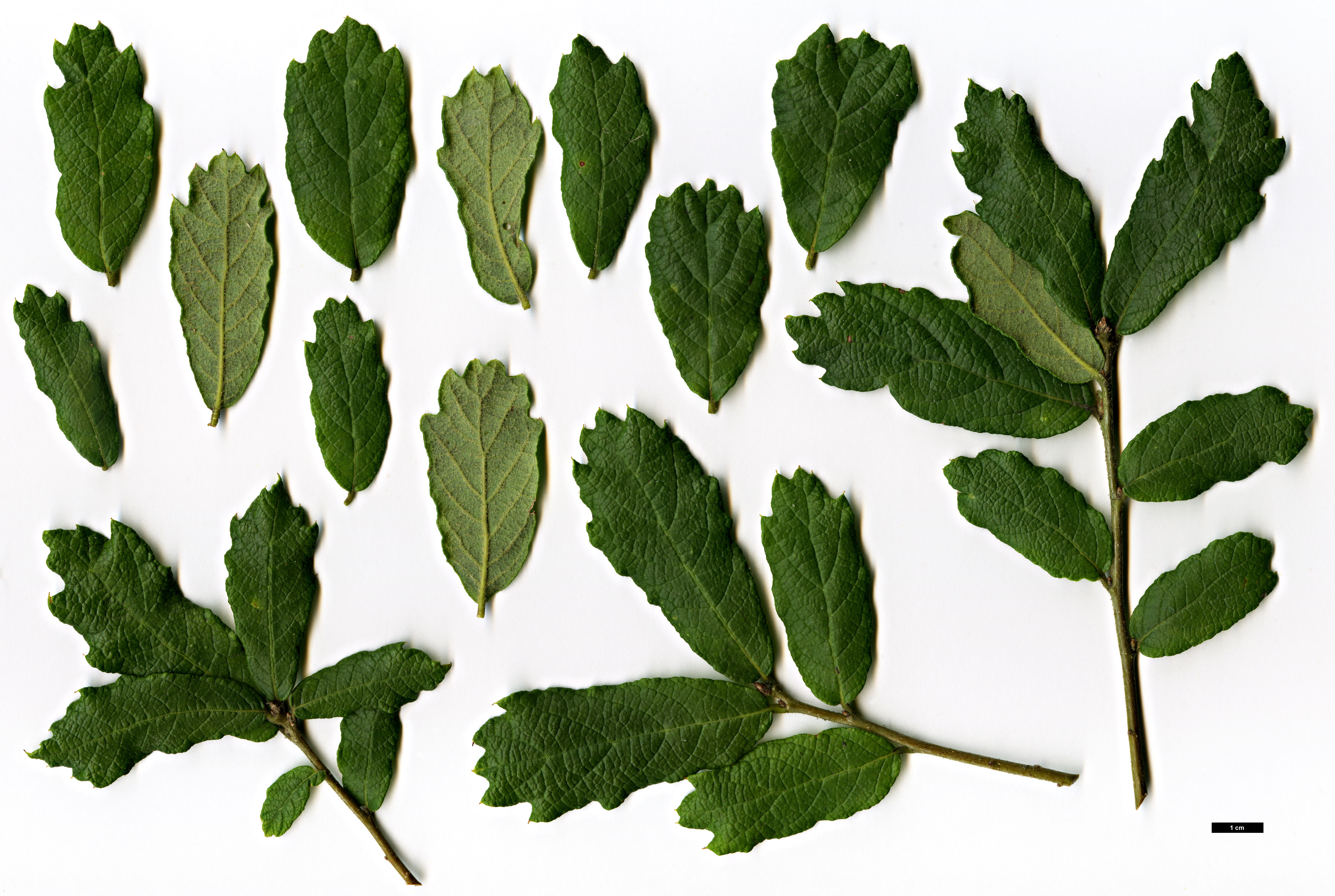 High resolution image: Family: Fagaceae - Genus: Quercus - Taxon: ariifolia × glabrescens